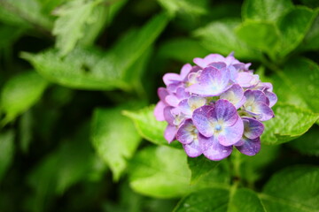 Obraz premium アジサイの花