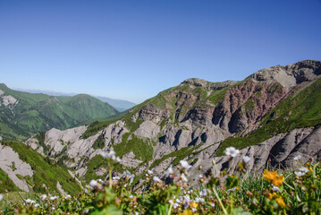 Fields of wildflowers on the alpine Keskenkija Trek, Jyrgalan, Kyrgyzstan
