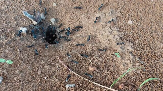 Closeup photo of black ants working in the desert. Full HD