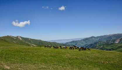 Fototapeta premium Horses crossing the Tup River, Jyrgalan Valley, Kyrgyzstan