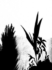 silhouettes of black-white photo illustration design vertical, environments plant shadows coconut leaves falling on cement floor house outside.
