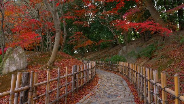 Japanese autumn park, meditation peaceful path in a garden in Japan, walking in asian park in the fall with red maples