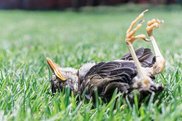 Dead bird in the green grass in a park or garden, selective focus, horizontal. concept: life and death of the Zorzal. - Powered by Adobe