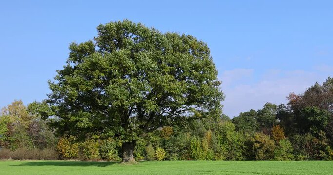 oak with green foliage in the field, a field with green grass and an old oak in the autumn season
