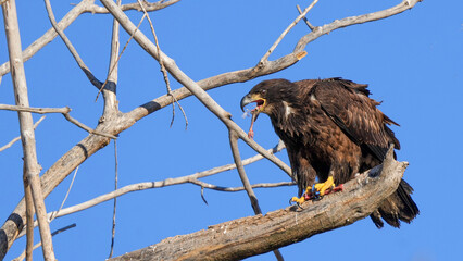 Juvenile Bald Eagle Eating Snow Goose