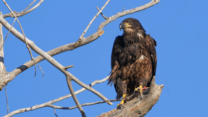 Juvenile Bald Eagle Perched in a Tree in Missouri