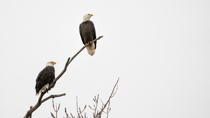 A Pair of Adult Bald Eagles on a Branch in Missouri in the Winter
