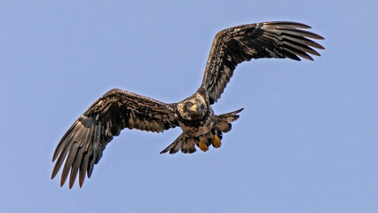 A Juvenile Bald Eagle In Flight in Missouri