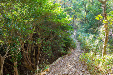 六甲山縦走ルート