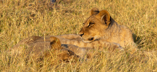 Young lions resting in a spot with soft yellow winter grass