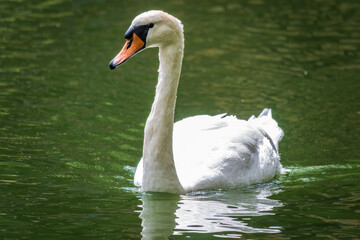 A graceful white swan swimming on a lake with dark water. The white swan is reflected in the water