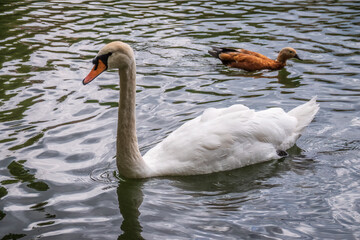 A graceful white swan swimming on a lake with dark water. The white swan is reflected in the water