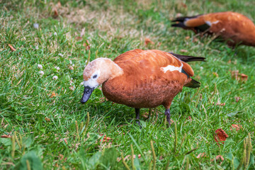 The ruddy shelduck walks across the green lawn.