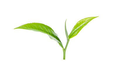 Fototapeta premium Green tea leaf isolated on transparent png