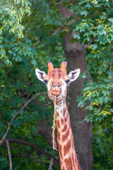 Obraz premium Close-up giraffe head on green leaves background