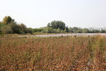 The Cotton field in Uzbekistan
