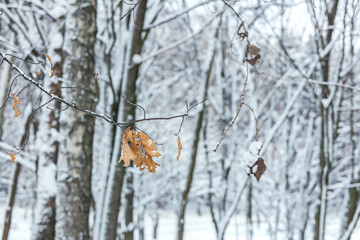 red-orange dry leaves on frosty branch. blurred winter trees background.