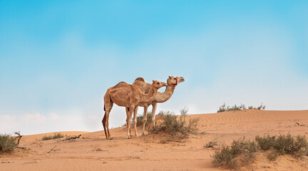 camels in the desert