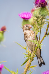 European goldfinch with juvenile plumage, feeding on the seeds of thistles. Carduelis carduelis.