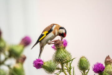 European goldfinch, feeding on the seeds of thistles. Carduelis carduelis.