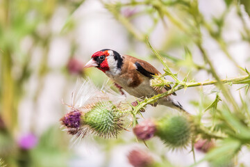 European goldfinch, feeding on the seeds of thistles. Carduelis carduelis.