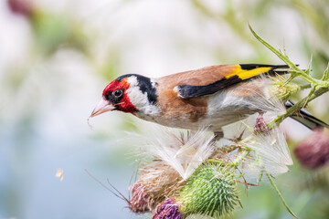 European goldfinch, feeding on the seeds of thistles. Carduelis carduelis.