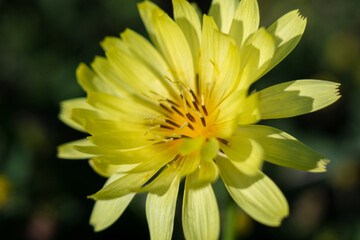 yellow dahlia flower