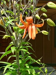 Orange Tiger Lily