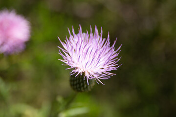 flower of a thistle