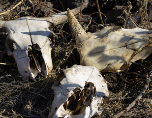 gnawed cow skulls lit by the sun lie in the dried grass