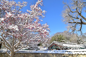 Snow on Asiatic Cornelian Cherry tree in Jeonjuhyanggyo, South Korea.