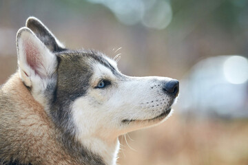 Siberian Husky dog profile portrait with black gray white coat color, cute sled dog breed. Friendly husky dog side view portrait outdoor forest background, walking with beautiful adult pet © TRAVELARIUM