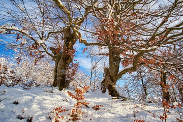 Two old beeches in the snow, in the winter mountains. The remains of autumn foliage stand out...