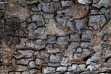 Background of tree bark texture