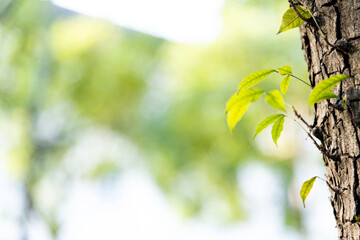 New bud growing from tree trunk