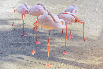 Flamingos or flamingoes are a type of wading bird in the family Phoenicopteridae, the only bird family in the order Phoenicopteriformes.