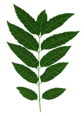 green leaf isolated on white background, Clipping path