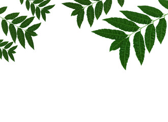 Obraz premium green leaf isolated on white background