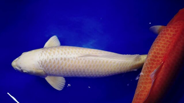 very beautiful and very big massive koi carp fishes in the garden pond for the fengshui and relaxing
