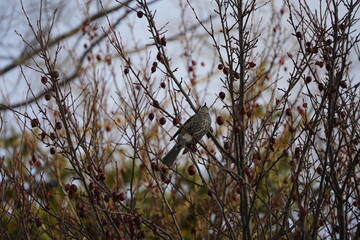 木に止まってくつろぐヒヨドリ
