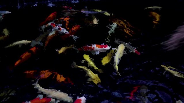 very beautiful and very big massive koi carp fishes in the garden pond for the fengshui and relaxing