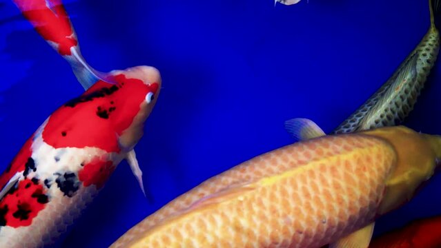 very beautiful and very big massive koi carp fishes in the garden pond for the fengshui and relaxing