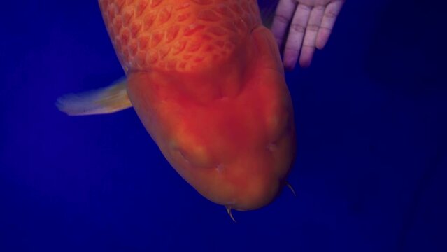 very beautiful and very big massive koi carp fishes in the garden pond for the fengshui and relaxing