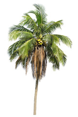 Fototapeta premium isolated big coconut tree on White Background.Large coconut trees database Botanical garden organization elements of Asian nature in Thailand, tropical trees isolated used for design, advertising