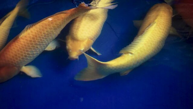 very beautiful and very big massive koi carp fishes in the garden pond for the fengshui and relaxing