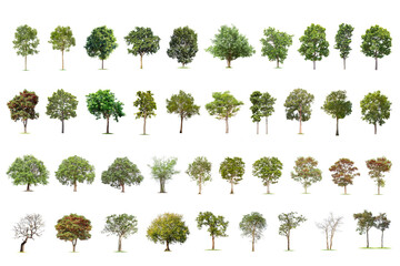 Fototapeta premium Isolated big tree on white background ,The collection of trees.Large trees database Botanical garden organization elements of Asian nature in Thailand, tropical trees isolated used for design,