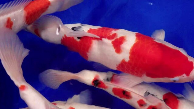 very beautiful and very big massive koi carp fishes in the garden pond for the fengshui and relaxing