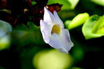 White flowers bloom together in bouquets.