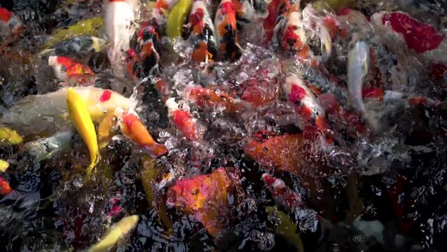 very beautiful and very big massive koi carp fishes in the garden pond for the fengshui and relaxing