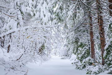 Snowed in path among fir trees in the forest in Northern California, Sly Park Recreation Area in the Sierra Nevada Mountain range in the winter